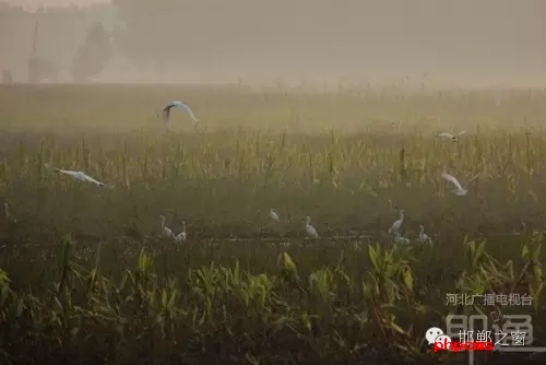 連日來，一群約有40只的白鷺棲息在邯鄲廣平縣東張孟鄉(xiāng)附近的一片玉米田地里。時而戲耍，時而自由自在地飛翔，它們描繪了一幅自然秀美的田園風景。